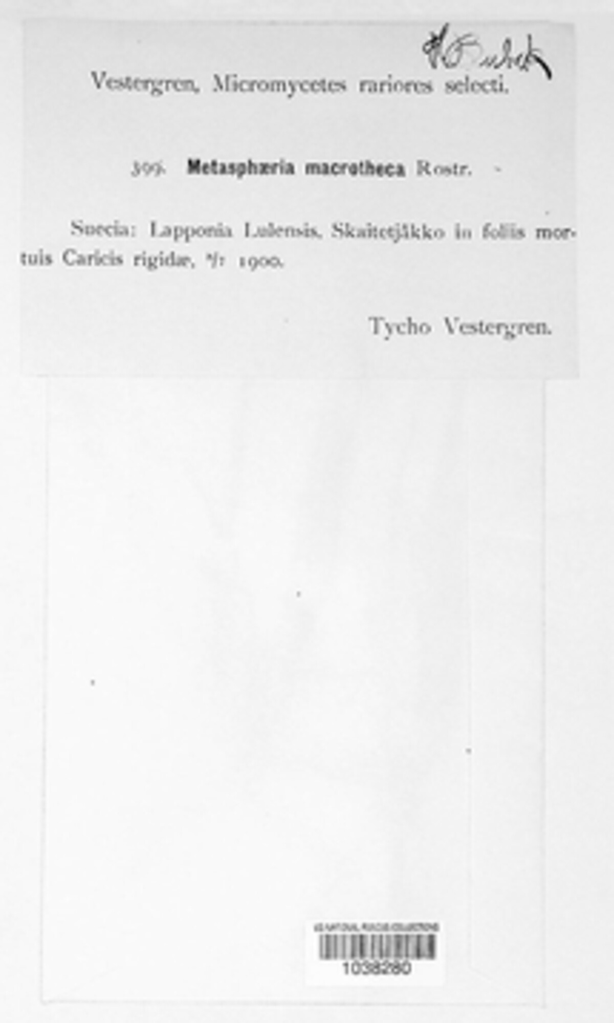 Wettsteinina macrotheca image